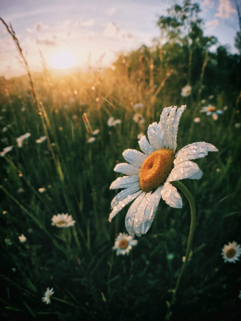 white daisy flowers