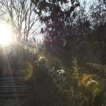 green grass and trees during daytime