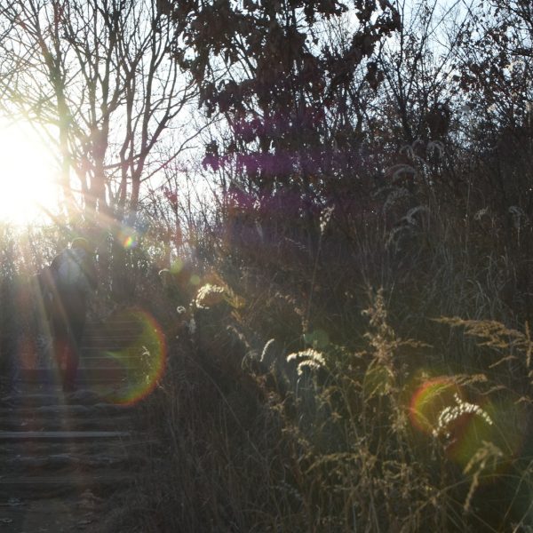 green grass and trees during daytime