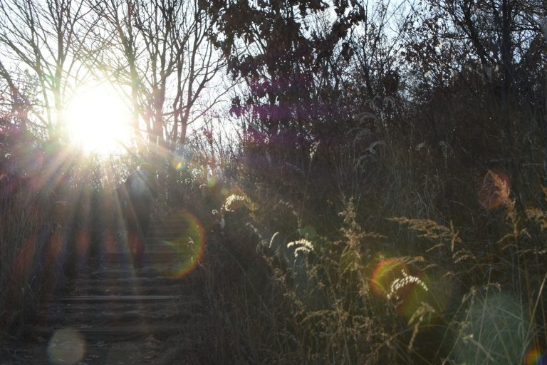 green grass and trees during daytime