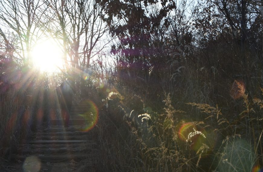green grass and trees during daytime
