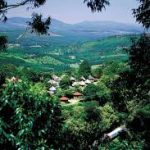Magoebaskloof: South Africa’s Misty Green Mountain Paradise